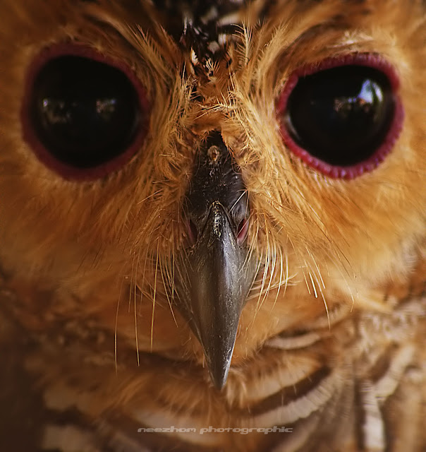 Face to face with Mr Owl