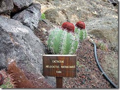 Melocactus Matanzanus