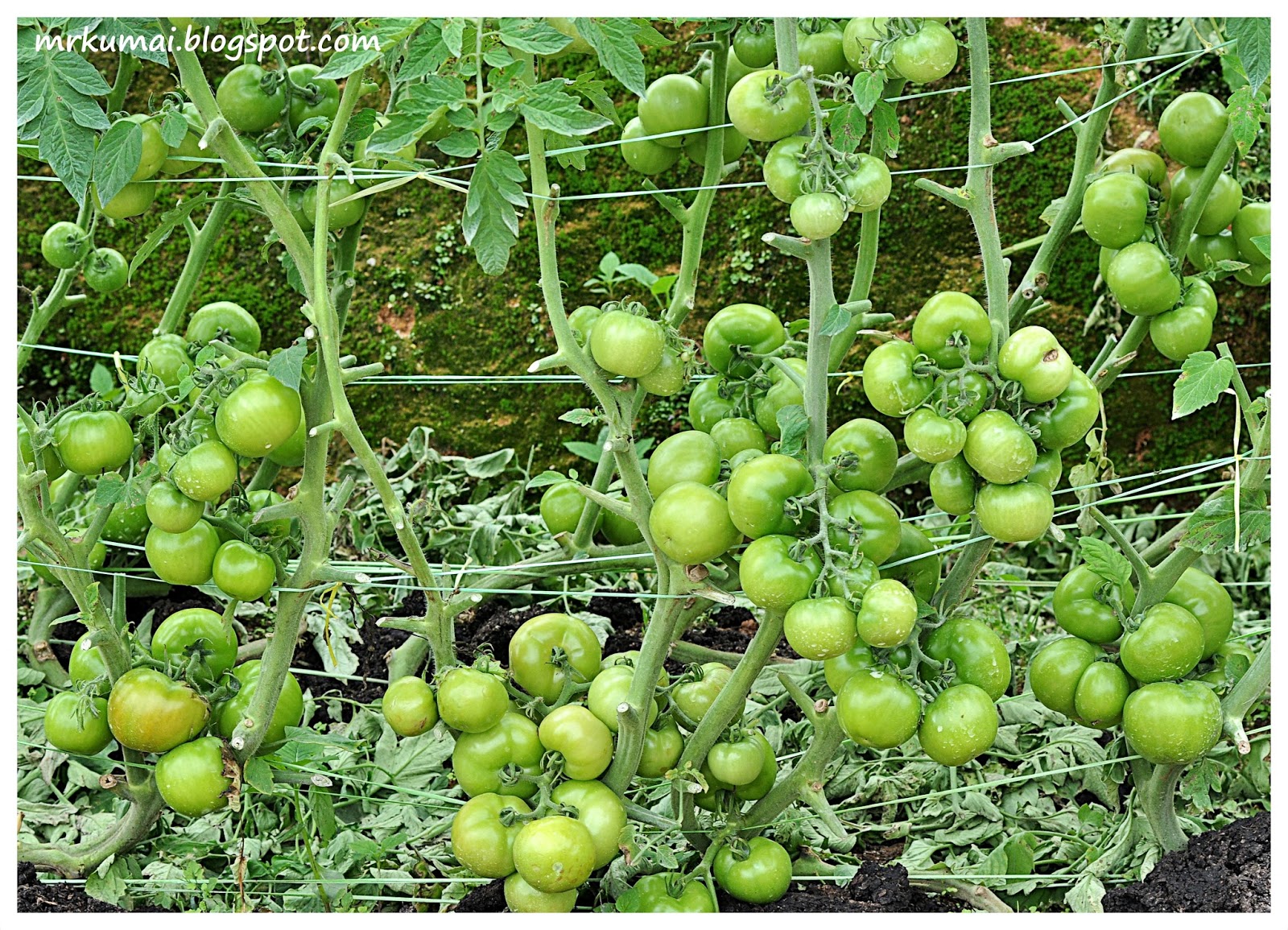 Mrkumai.blogspot.com: Kebun Tomato Tradisional di Cameron 