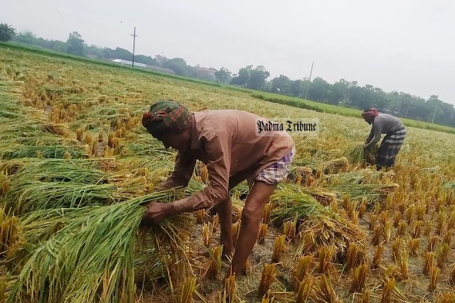 রাজশাহীতে টানা এক মাসের তাপপ্রবাহের পর স্বস্তির বৃষ্টি