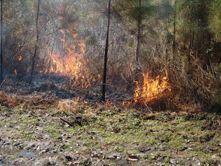 Audubon SC burning Longleaf Pine by Mark Musselman