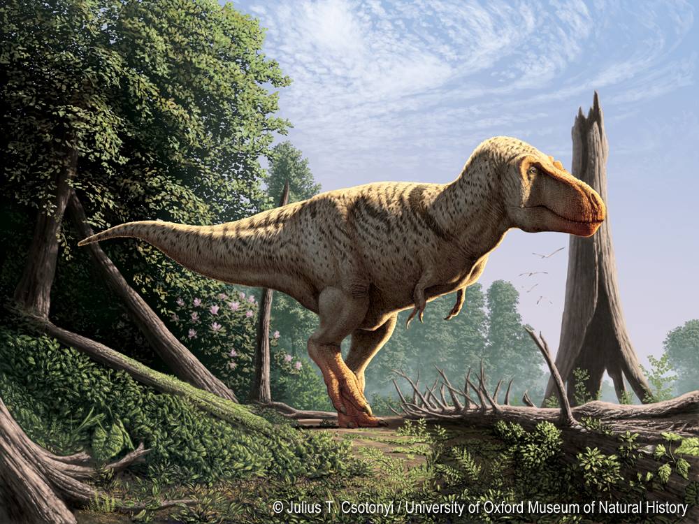 Palaeos, la historia de la Vida en la Tierra: PALEOFICHA: Tyrannosaurus rex