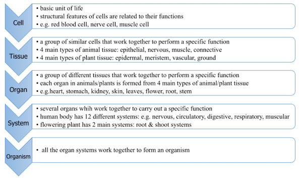 Levels of organization in multicellular organism