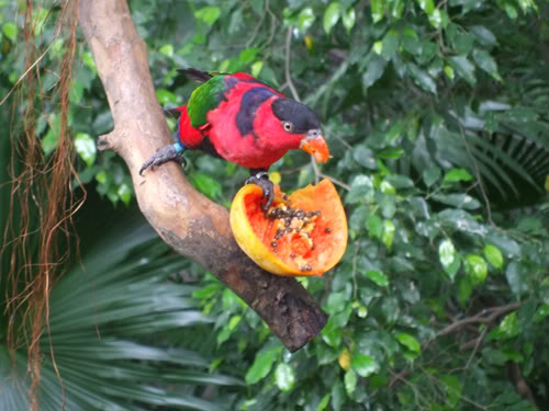 Feeding Birds Fruit