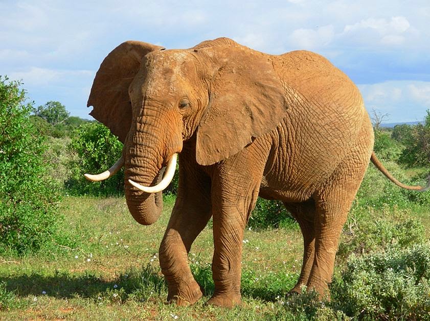 Gajah pun Memakai Sepatu Dengan Kaki Tangguh ~ Teknik Islam