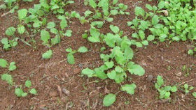 Turnips looking good.