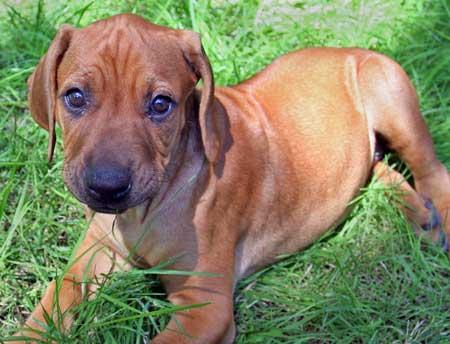 rhodesian ridgeback puppy. Rhodesian Ridgeback Puppy.