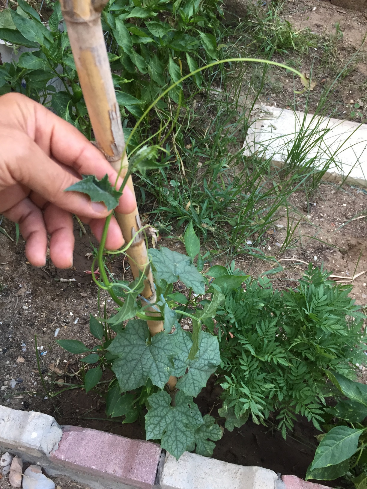 Luffa vines must have a strong trellis system to climb. The vines prefer to grow tall and will do well on a 6 to 30 feet (10 m) high trellis.