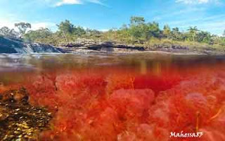 Cano Cristales Sungai Maha Indah Di Dunia