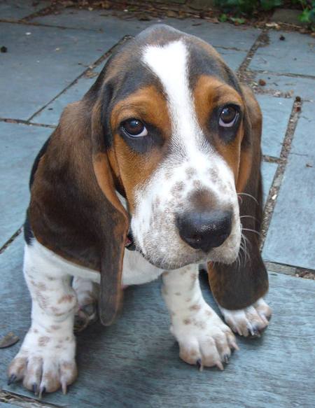 bentley basset hound