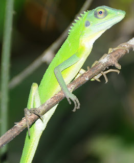 Green Crested Lizard (Bronchocela cristatella)