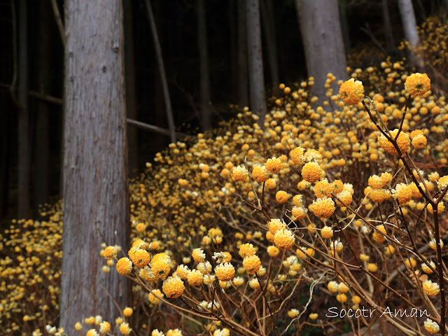 Edgeworthia chrysantha