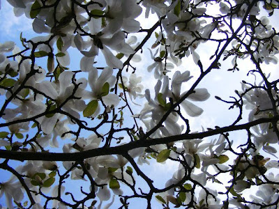 jane magnolia tree pictures. susan magnolia tree pictures.