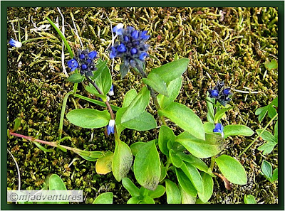 Icelandic_Flora