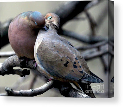 This is a screen shot of a canvas print which I'm selling on Fine Art America. It features two very amorous Mourning doves. Info is @ https://fineartamerica.com/featured/cooing-mourning-doves-2-patricia-youngquist.html?product=canvas-print