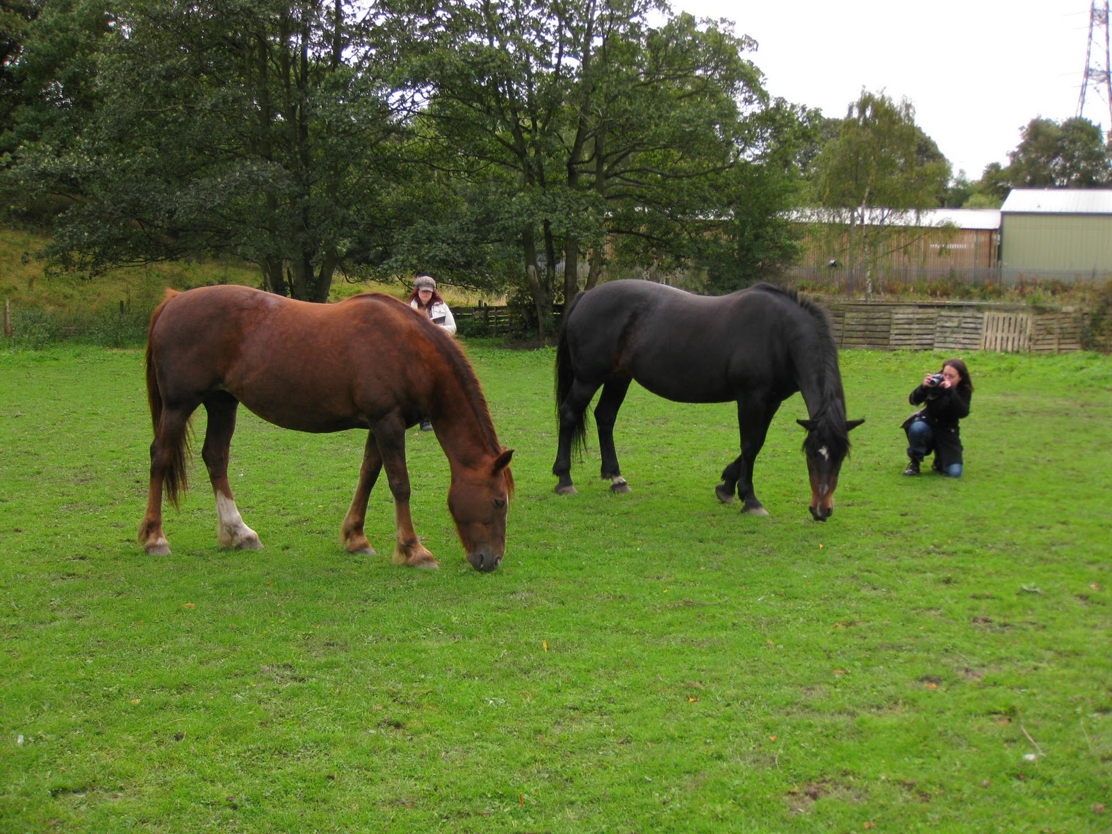 wetherby adventures amy s horses and coldstones cut quarry nr wetherby ...