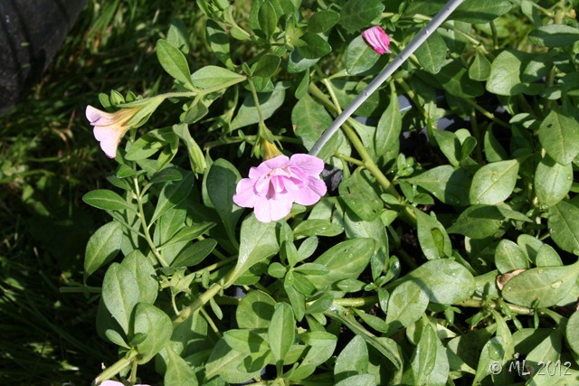 Den sidste minipetunia i butikken