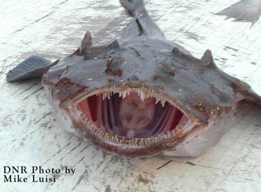Foto Ikan - Ikan Aneh | Hot News by Putrakusuma