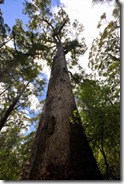 tree top walk 4