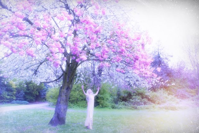 cherry blossoms peckham park