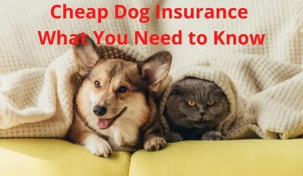 Cheap Dog Insurance - What You Need to Know