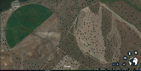 Desaparecimento do montado, no Alentejo