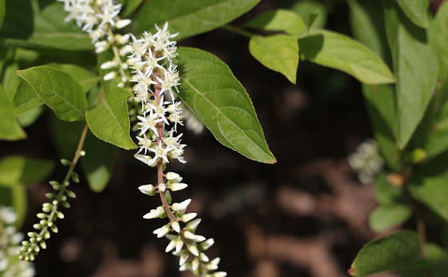 Itea Virginica Flowers