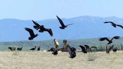 Ibis eremitans amb les seves cuidadores