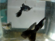 german black guppies