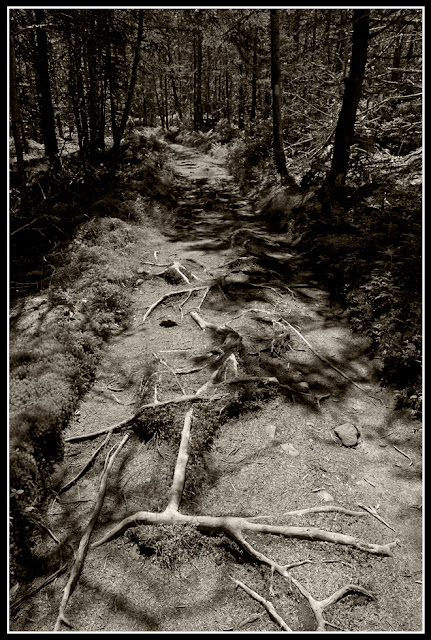 Nova Scotia; Gaff Point; Trail; Woods