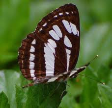 Leopard Lacewing