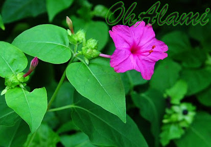 Mengenal Manfaat Khasiat dari Tumbuhan Bunga  Pukul  Empat  Untuk Kesehatan