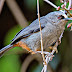 Abyssinian catbird