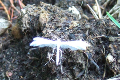 Weisse Schmetterlinge Im Garten