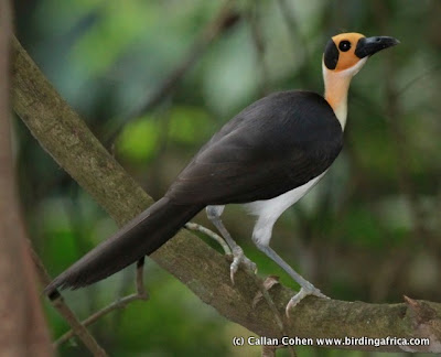 White Necked Rockfowl Bird 7