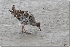 Ruff