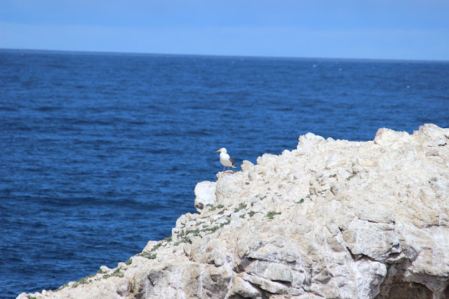 Point Lobos State Reserve, Hidden Beach to Weston Beach