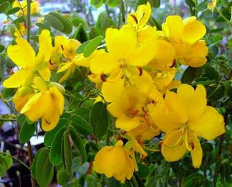 Sen de campo Senna corymbosa