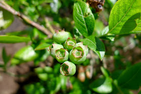 Northland blueberry, edible landscaping