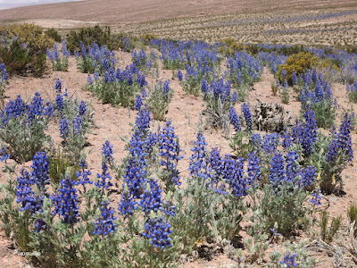 lupines, Atacama Desert, Chile, 2017