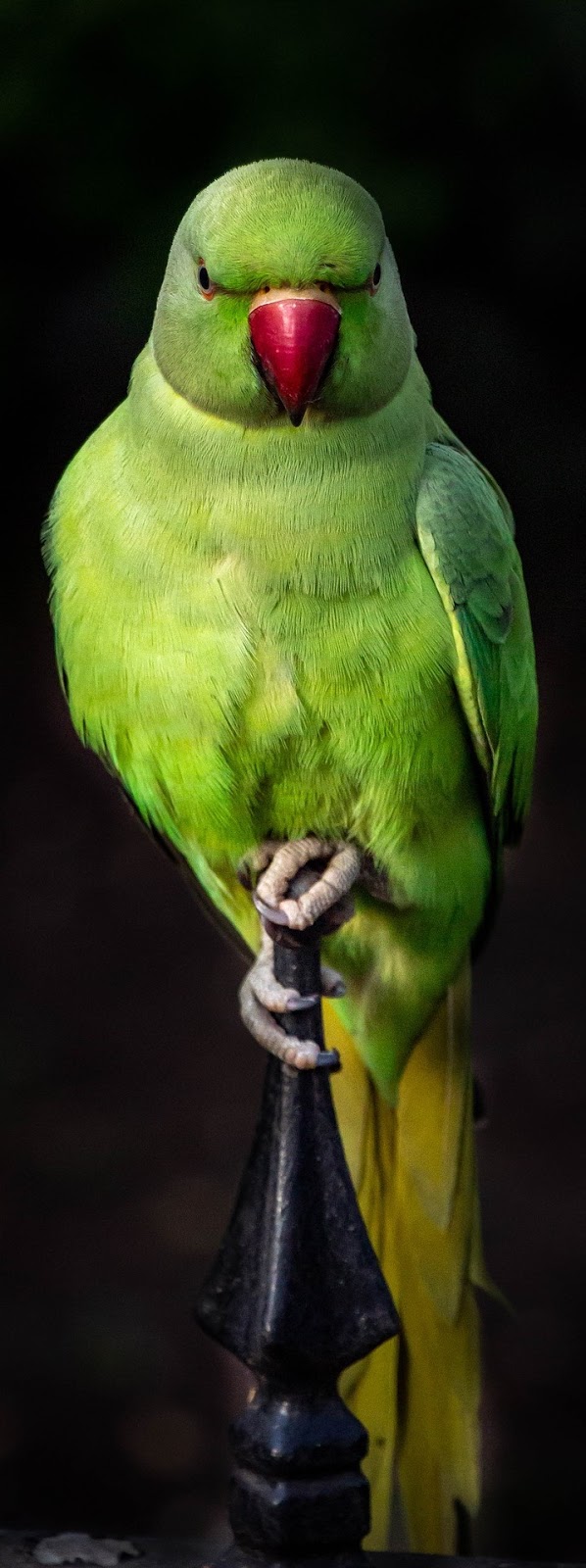 Picture of a parrot.