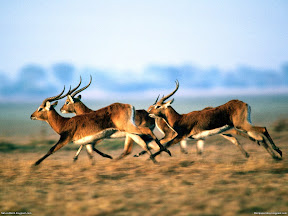 Deers | nature desktop wallpapers Images Photos
