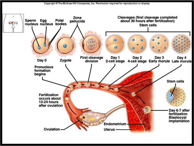 Pertumbuhan dan Perkembangan Let s Learn Biology