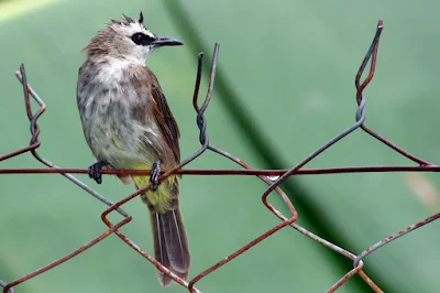 Yellow-Vented Bulbul after the rain at backyard in Raub Malaysia