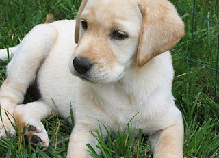 labrador retriever dog puppy puppies photo