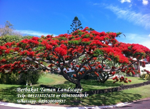 Jual Pohon Flamboyan Merah Murah Delonix Regia Tukang 