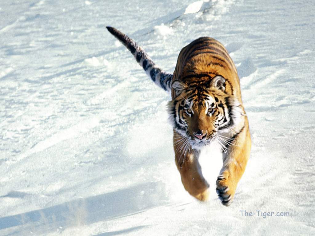 Singa Vs Harimau Images amp; Pictures  Becuo