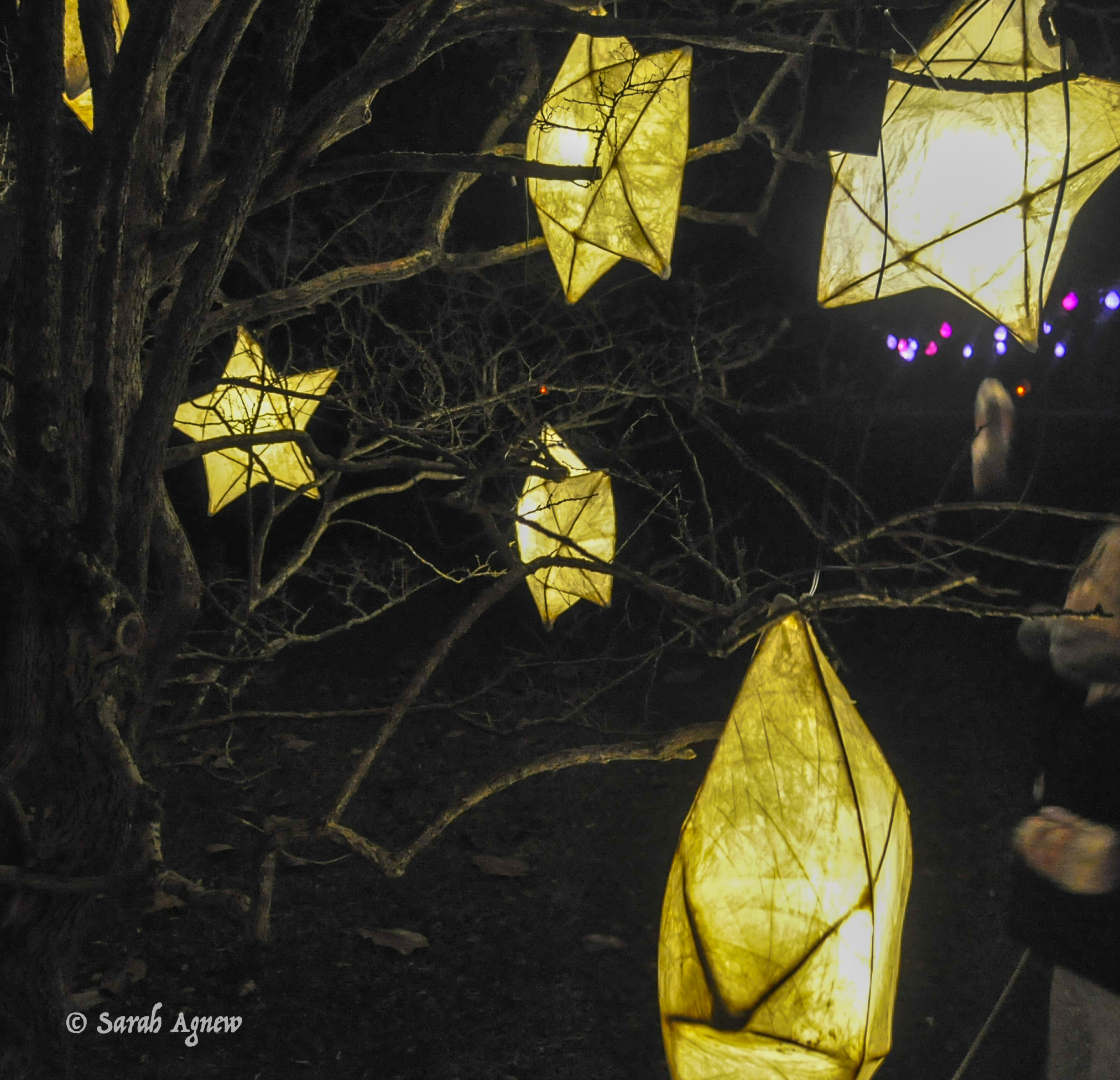 Glow Wild at Wakehurst 2019, photos by modernbricabrac