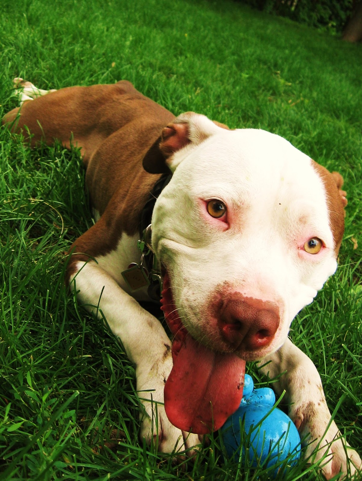 Source URL: http://kootation.com/what-is-a-pit-bull-happy.html