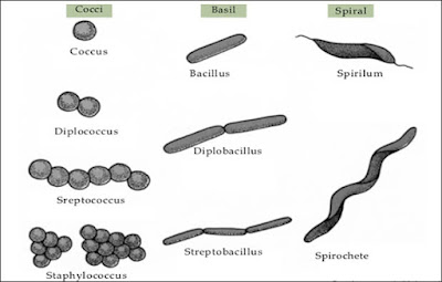 Bentuk Bentuk Bakteri, Gambar, dan Contoh-contohnya